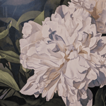 White Peonies Framed Print